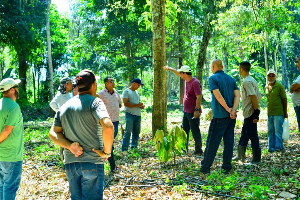 PRODUTORES DE CACAU DE SÃO FÉLIX DO XINGU RECEBEM CAPACITAÇÃO SOBRE PRODUÇÃO SUSTENTÁVEL