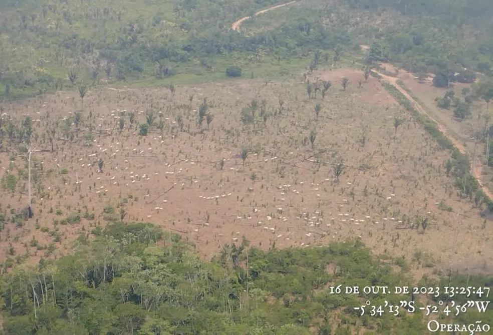 MPF ENTRA COM 48 AÇÕES NA JUSTIÇA FEDERAL CONTRA RESPONSÁVEIS POR VENDA ILEGAL DE GADO EM TERRA INDÍGENA DO PA