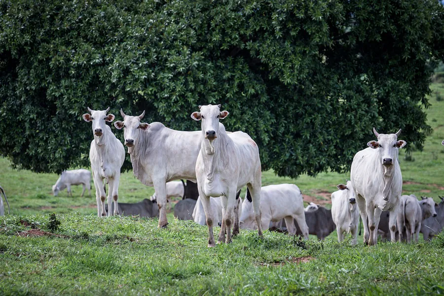 PRODUTORES DEVEM INFORMAR REBANHO AO INDEA A PARTIR DESTA QUARTA-FEIRA (1º)
