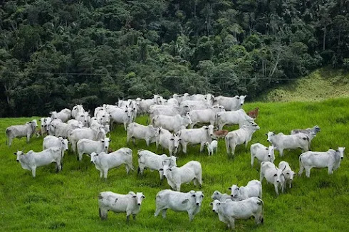 COTAÇÕES DE BOI MANTÊM ESTABILIDADE EM SÃO PAULO