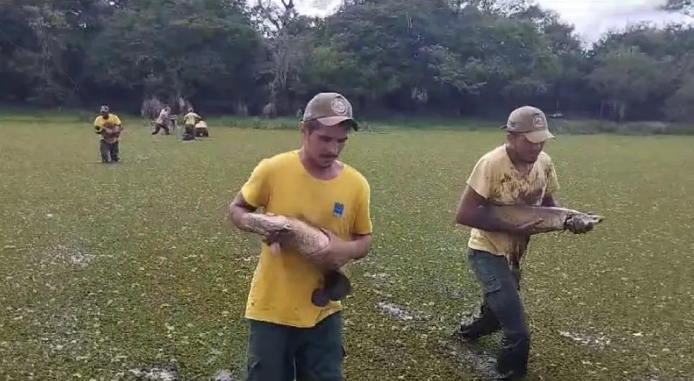 PEIXES SÃO RESGATADOS DE LAGOAS QUE VIRARAM LAMA NA ILHA DO BANANAL