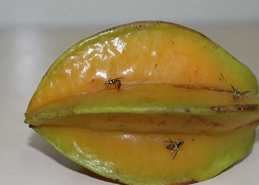 PARÁ ENTRA EM EMERGÊNCIA APÓS DETECÇÕES DE MOSCAS DA CARAMBOLA EM ORIXIMINÁ E TERRA SANTA