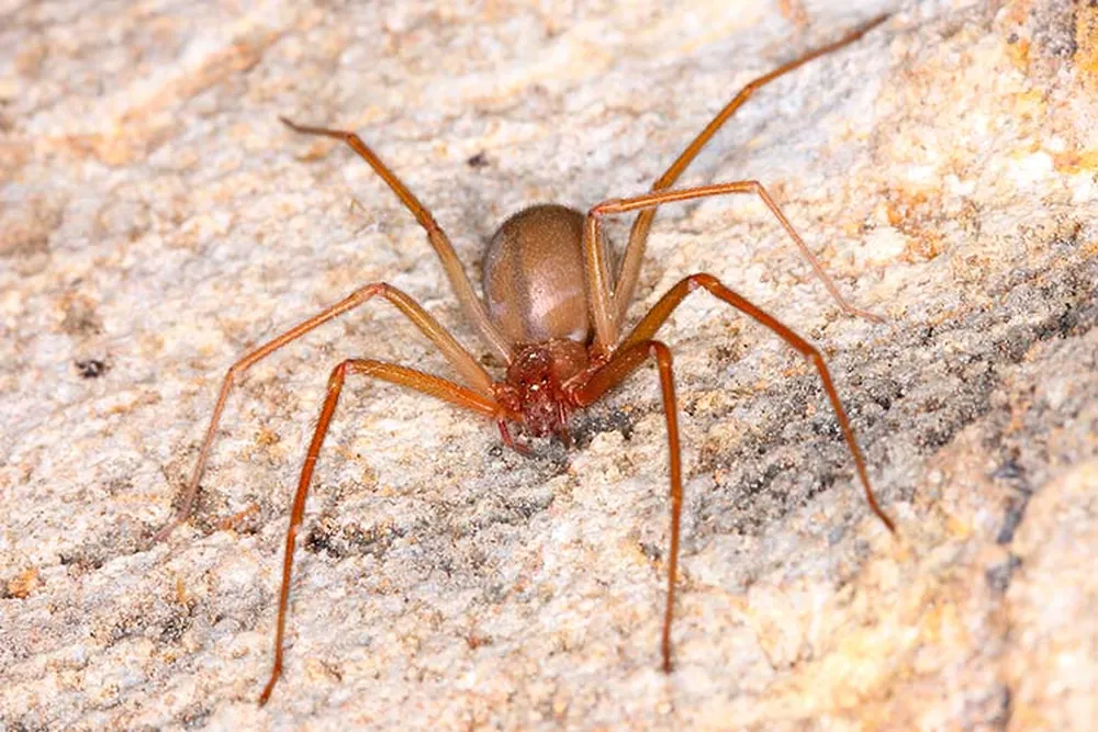 MAIS DE 300 ACIDENTES COM ARANHAS SÃO REGISTRADOS NO TOCANTINS
