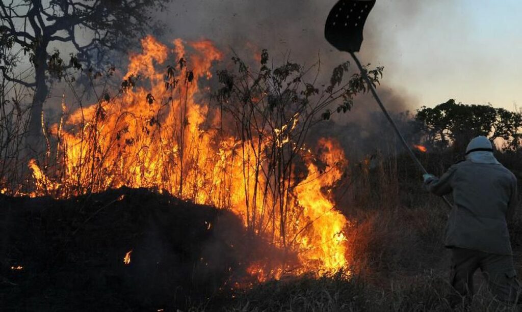 ANIMAIS MORREM QUEIMADOS EM INCÊNDIOS FLORESTAIS NO PARÁ