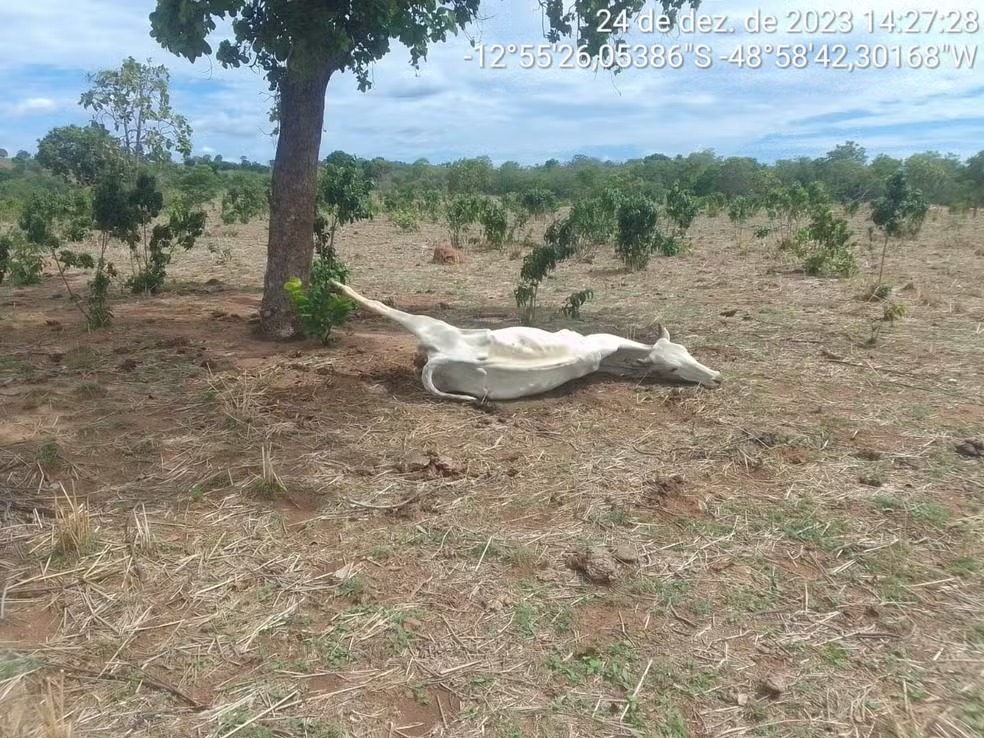 BOIS MORREM DE FOME E SEDE POR CAUSA DE SECA EM FAZENDAS DO TO: ‘É PEDIR PARA DEUS MANDAR ÁGUA’