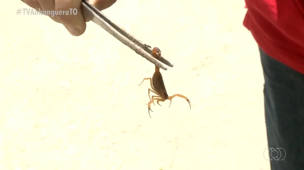 TOCANTINS: MAIS DE 5,3 MIL PESSOAS FORAM PICADAS POR ANIMAIS PEÇONHENTOS EM 2023, DIZ SAÚDE ESTADUAL