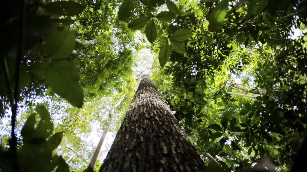 BANCO DA AMAZÔNIA ABRE R$ 800 MIL PARA PESQUISA NA AMAZÔNIA
