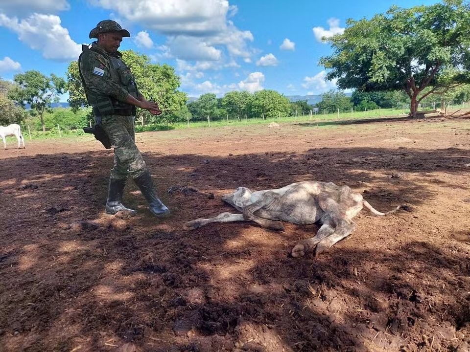 GUARDA AMBIENTAL ENCONTRA BOIS E BEZERROS MORRENDO DE FOME EM FAZENDA
