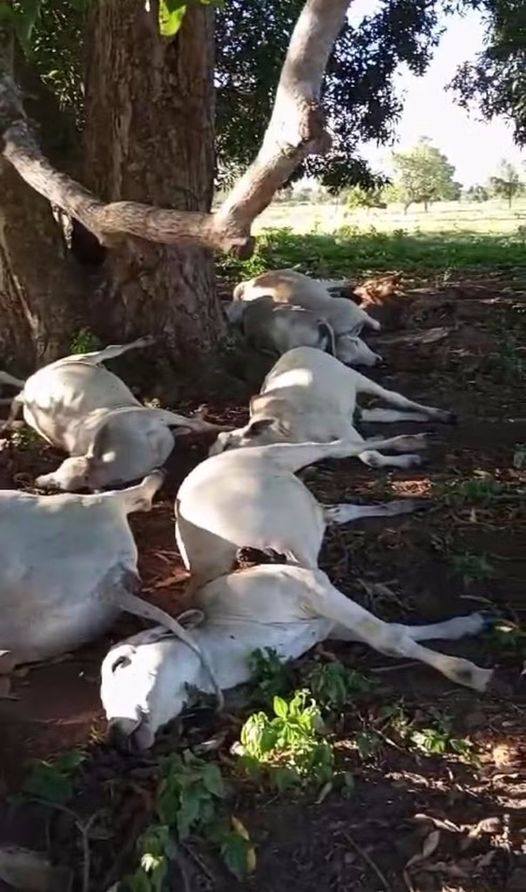 RAIO MATA BOIS QUE SE ABRIGAVAM DA CHUVA EMBAIXO DE ÁRVORE EM FAZENDA NO TOCANTINS