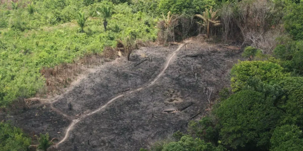 MPF CONSEGUE MAIS DE R$ 316 MILHÕES EM INDENIZAÇÕES POR DESMATAMENTO ILEGAL NA AMAZÔNIA