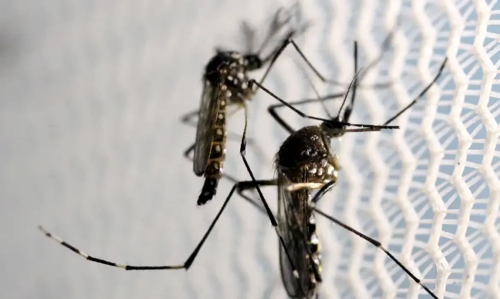 DENGUE FAZ TRÊS ESTADOS E DF DECRETAREM SITUAÇÃO DE EMERGÊNCIA