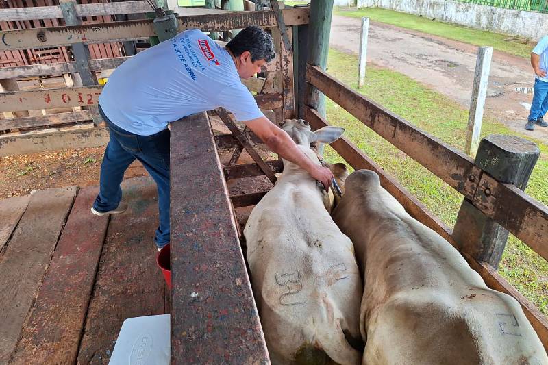 PARÁ ENCERRA, NESTA TERÇA (30), ÚLTIMA CAMPANHA DE VACINAÇÃO CONTRA A FEBRE AFTOSA