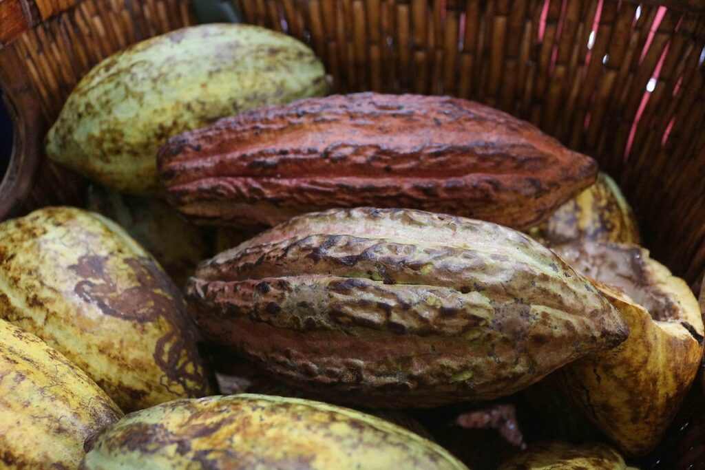 CACAU DE TUCUMÃ COMEÇA JUNHO EM ALTA E COM VALORIZAÇÃO NO COMPARATIVO COM OS MERCADOS ESTADUAL E NACIONAL