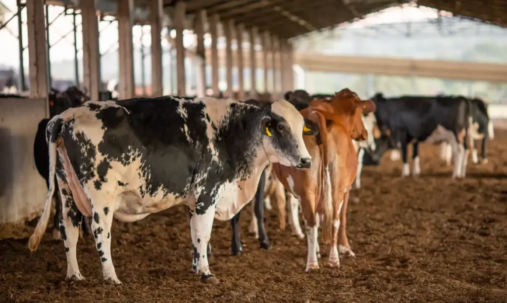 RECEITA INVESTIGA SONEGAÇÃO DE QUASE R$ 1 BILHÃO EM VENDA DE GADO