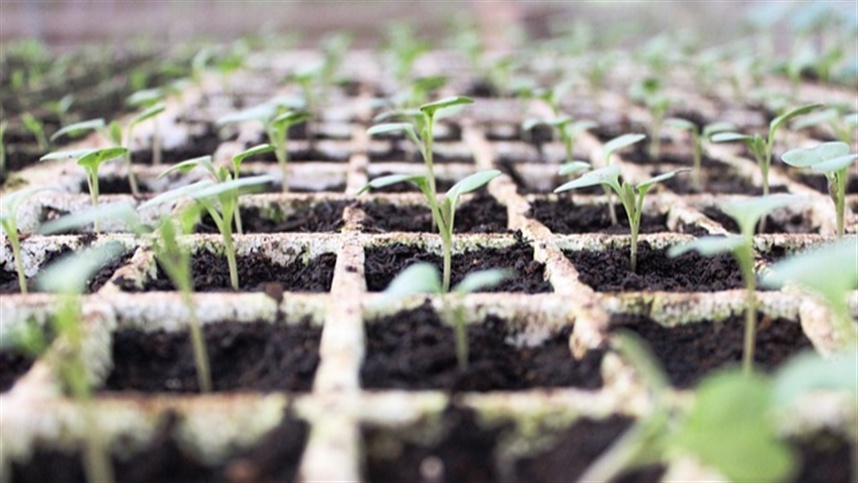 PARCERIA FORTALECERÁ AGRICULTURA URBANA E PERIURBANA