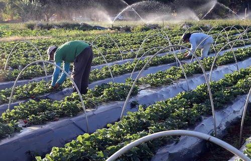 PLANO SAFRA 24/25: JUROS MAIS BAIXOS EM DEZ LINHAS DE CRÉDITO PARA A AGRICULTURA FAMILIAR