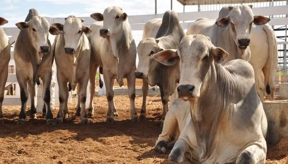 GERENTE DE FAZENDA É SUSPEITO DE FRAUDAR VENDA DE MIL CABEÇAS DE GADO E CAUSAR PREJUÍZO DE R$ 3 MILHÕES