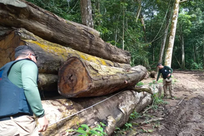 NO PARÁ, COMBATE A CRIMES AMBIENTAIS AVANÇA COM EMBARGOS E APREENSÕES