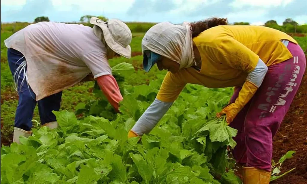 EMBRAPA CAPACITARÁ TÉCNICOS DE PAÍSES AFRICANOS EM PRODUÇÃO AGRÍCOLA