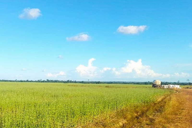 PARÁ DÁ INÍCIO AO SEGUNDO PERÍODO DO ‘VAZIO SANITÁRIO DA SOJA’ PARA PROTEÇÃO DA PRODUÇÃO