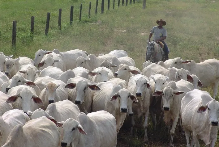 PARÁ É Nº 2 EM REBANHO BOVINO E MUNICÍPIOS DO ESTADO SEGUEM NA LIDERANÇA