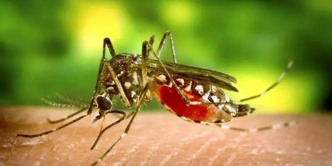 LEI SOBRE PROGRAMA DE PREVENÇÃO DA DENGUE NAS ESCOLAS É SANCIONADA NO PARÁ