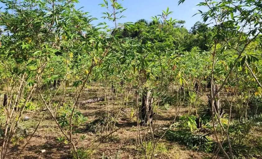 MINISTÉRIO DA AGRICULTURA DECLARA EMERGÊNCIA NO PARÁ POR PRAGA EM PLANTAÇÕES DE MANDIOCA