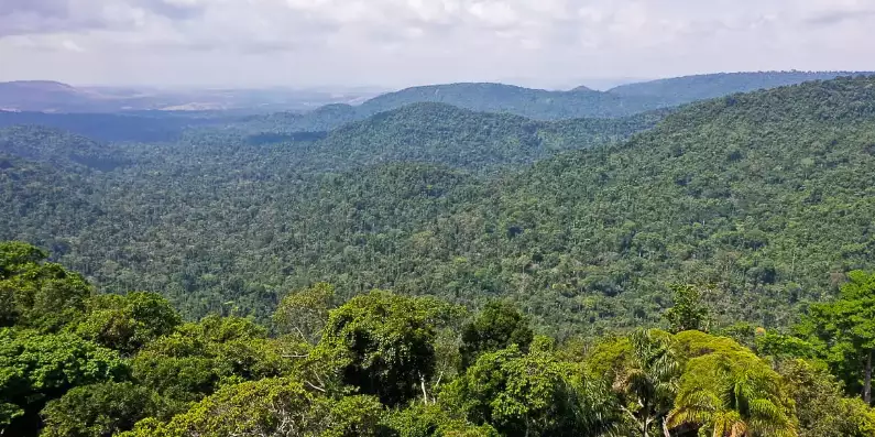 FUNDO AMAZÔNIA REGISTRA R$ 990 MILHÕES DE DOAÇÕES EM 2024