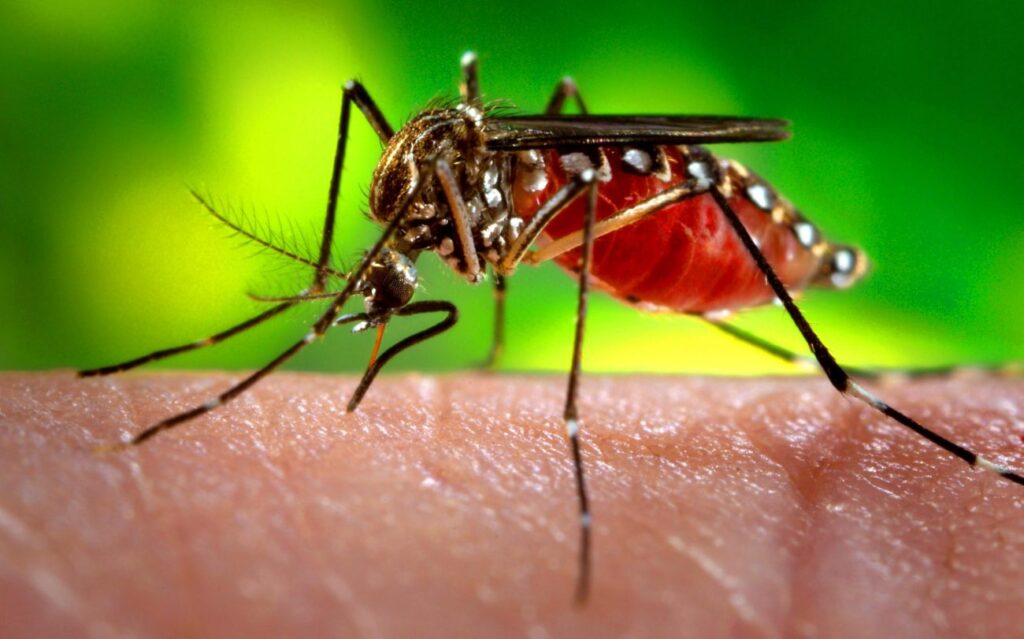 SESPA REGISTRA MAIS DE 300 CASOS DE DENGUE CONFIRMADOS NO PARÁ EM 2025; 1 PESSOA MORREU