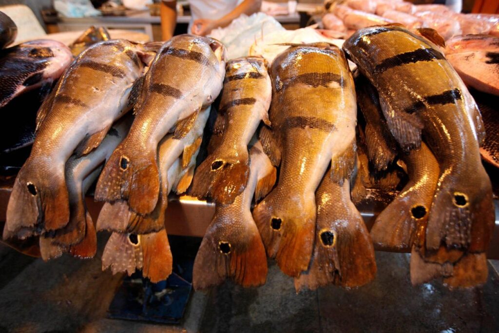 PARÁ RESTRINGE SAÍDA DE PESCADO DURANTE A SEMANA SANTA; VEJA AS REGRAS