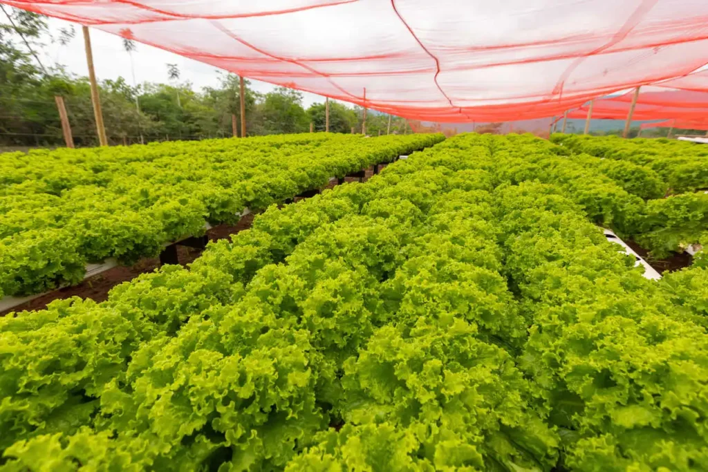 AGRICULTURA FAMILIAR É DESTAQUE EM EVENTO NESTA QUARTA EM PARAUAPEBAS