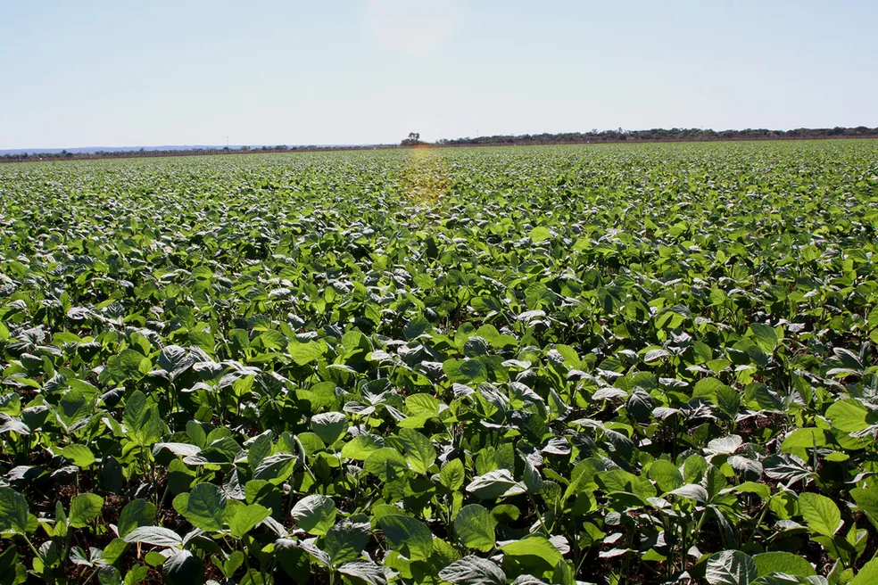 FUNCIONÁRIO É SUSPEITO DE DESVIAR 65 TONELADAS DE SOJA DE FAZENDA E VENDER CARGA POR R$ 100 MIL
