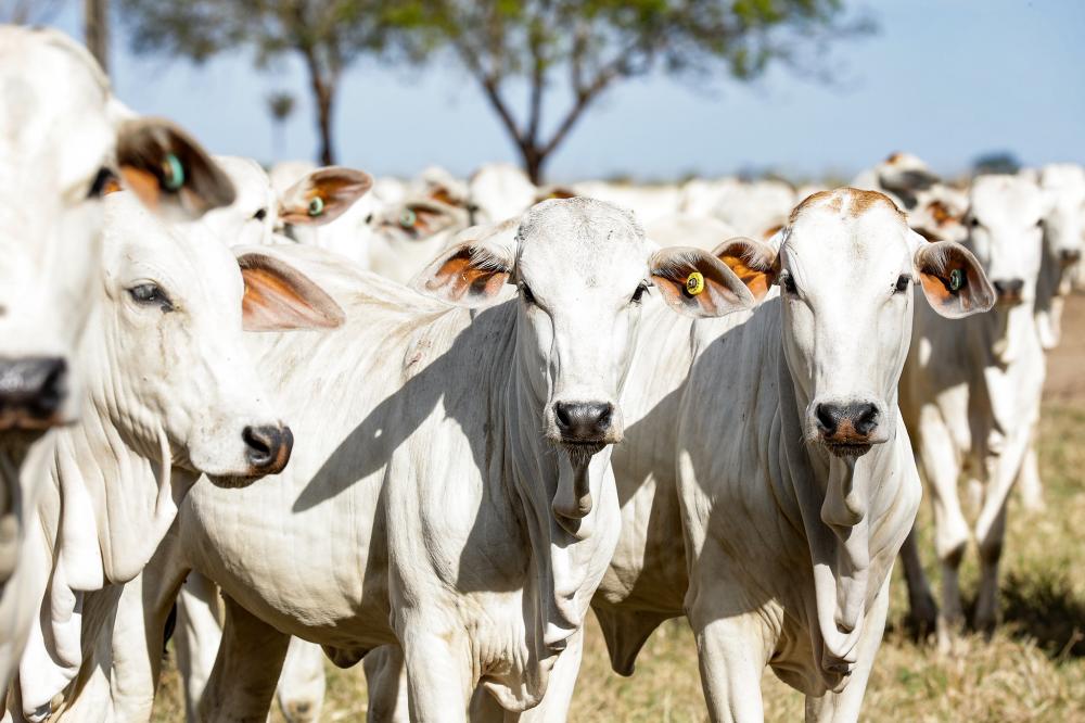  TERMINA PRAZO PARA RECADASTRAMENTO DE VETERINÁRIOS NO PROGRAMA DA BRUCELOSE NESTA QUARTA (30)