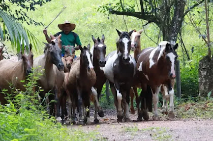 ADEPARÁ INICIA CAMPANHA DE ATUALIZAÇÃO DE CADASTRO DE ANIMAIS NO ESTADO