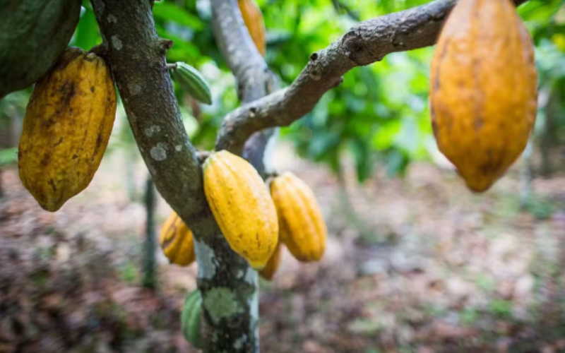 PARÁ VAI SEDIAR EVENTO COM FOCO NO CACAU SUSTENTÁVEL DA AMAZÔNIA