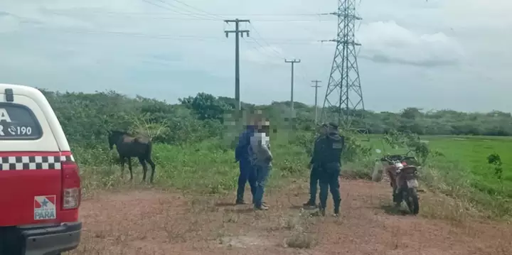 MATADOURO CLANDESTINO É DESATIVADO E BÚFALOS FURTADOS SÃO RESGATADOS NO PARÁ