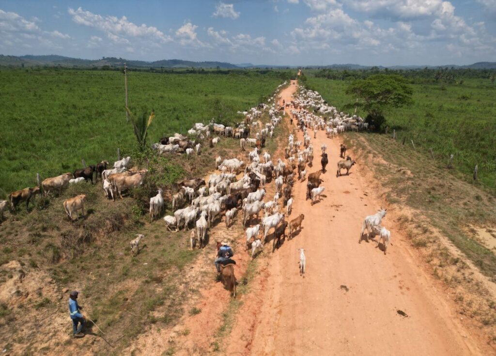 PRORROGADO ATÉ 16 DE JULHO PRAZO PARA ATUALIZAR CADASTRO DE ANIMAIS DE PRODUÇÃO NO ESTADO
