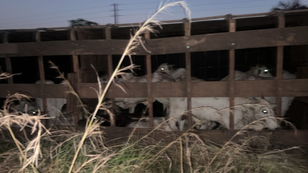 CARRETA TOMBA E MOTORISTA MORRE DENTRO DA CABINE NA PA-279 EM OURILÂNDIA DO NORTE