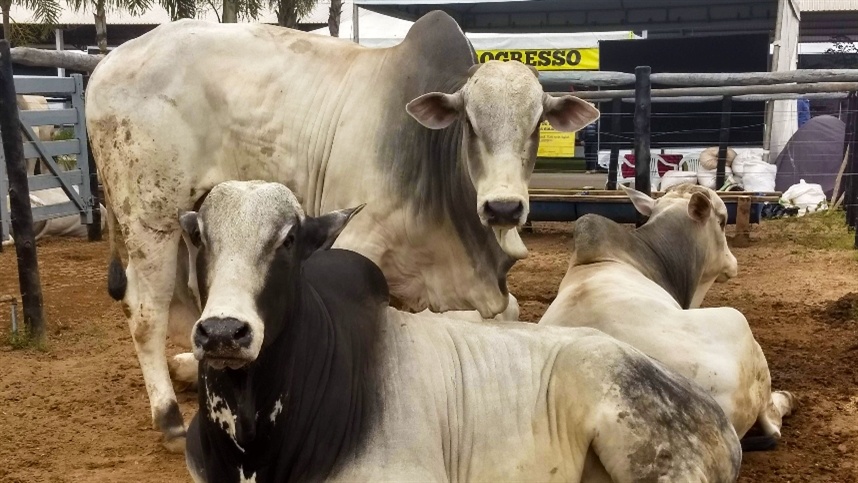 BRASIL EXPORTA 295 MIL T DE CARNE BOVINA