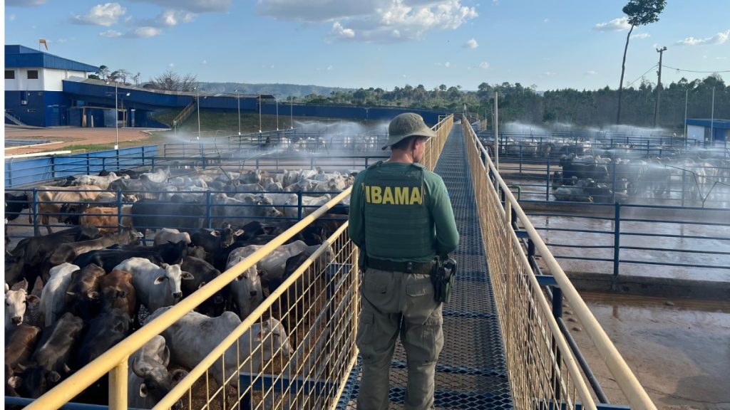 SUL DO PARÁ: IBAMA APREENDE MAIS DE 7 MIL CABEÇAS DE GADO EM SÃO FÉLIX DO XINGU E APLICA R$ 49 MILHÕES EM MULTAS