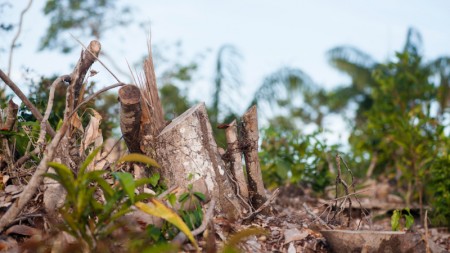 AMAZÔNIA: DESMATAMENTO RESPONDE POR 74% DA QUEDA DE CHUVAS E ACELERA AQUECIMENTO NA SECA