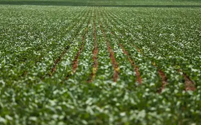 AGRONEGÓCIOS: NORDESTE E CENTRO-OESTE DOMINAM RANKING DOS MUNICÍPIOS MAIS DESENVOLVIDOS NA AGROPECUÁRIA