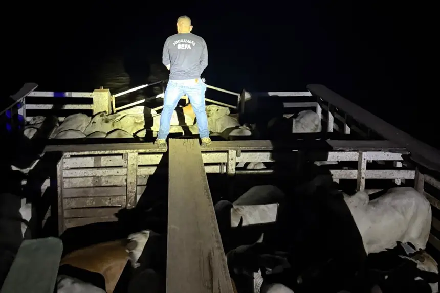 SEFA APREENDE 19 TONELADAS DE EXPLOSIVOS E 266 BOVINOS EM OPERAÇÕES DE FISCALIZAÇÃO NO PARÁ