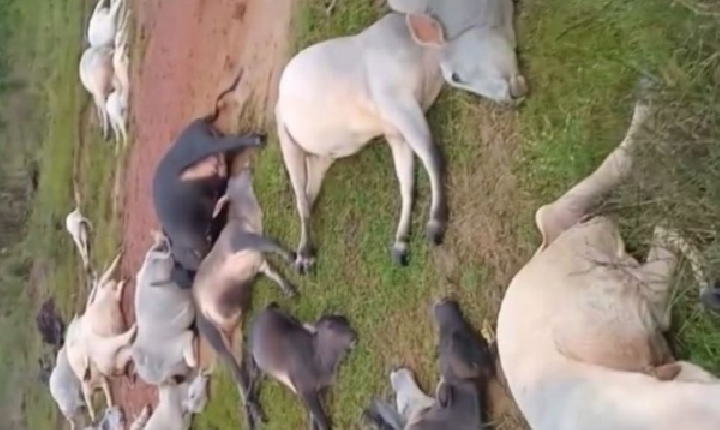 RAIO ATINGE FAZENDA E MATA REBANHO EM TRAIRÃO/PARÁ