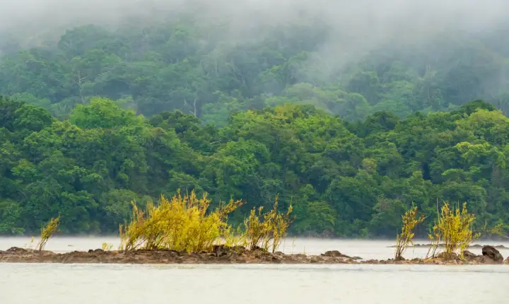 EMPRESÁRIO É CONDENADO A PAGAR R$ 3 MILHÕES POR DEVASTAR FLORESTA NO SUDESTE DO PARÁ