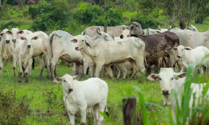 GOVERNO DO PARÁ LANÇA PROGRAMA CHEQUE PECUÁRIA EM XINGUARA NESTA QUARTA-FEIRA (17)