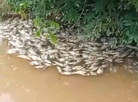 PESCADOR DENUNCIA MORTANDADE DE PEIXES NO RIO CARAPANÃZINHO, NO SUL DO PARÁ