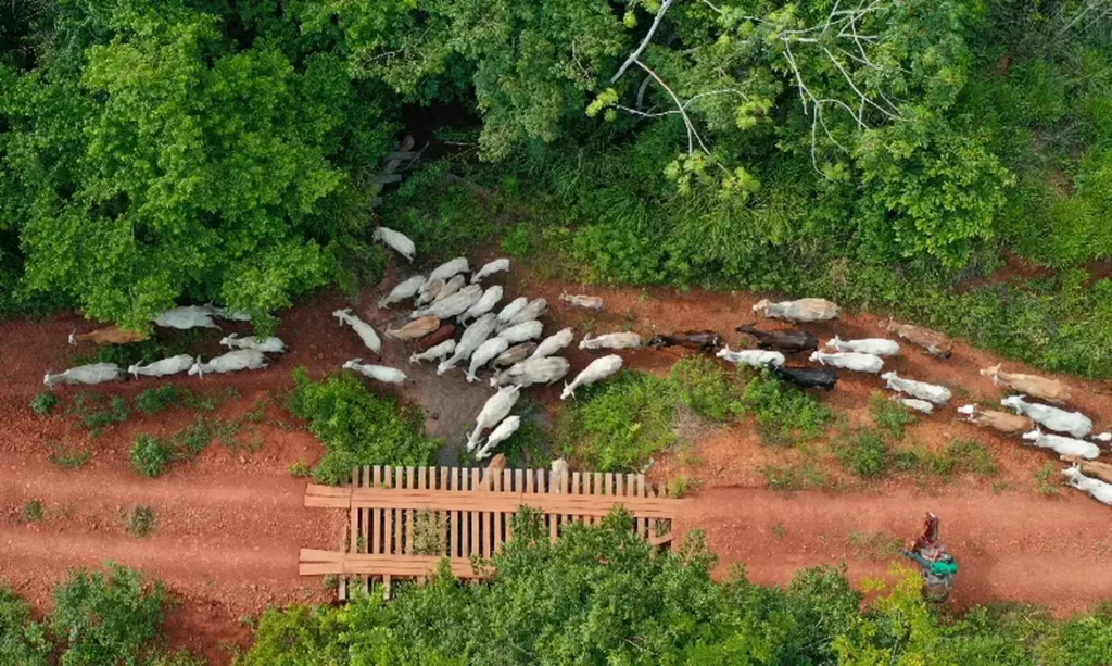 FUNAI SOLICITA APOIO DA PF PARA INVESTIGAR EMBOSCADA NO PARÁ