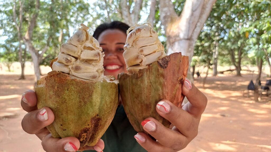 TUCUMÃ E SÃO FÉLIX DO XINGU SE DESTACA NA PRODUÇÃO DE CACAU