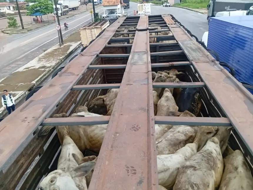 SECRETARIA DA FAZENDA (SEFA) APREENDE GADO EM CACHOEIRA DO PIRIÁ E EM DOM ELISEU 